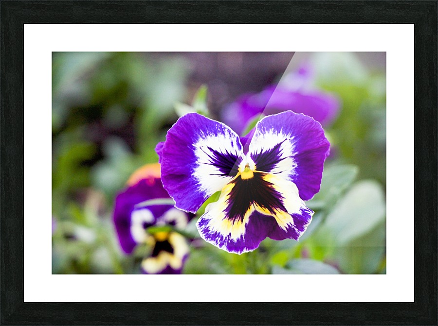 nature outdoor Picture Frame print