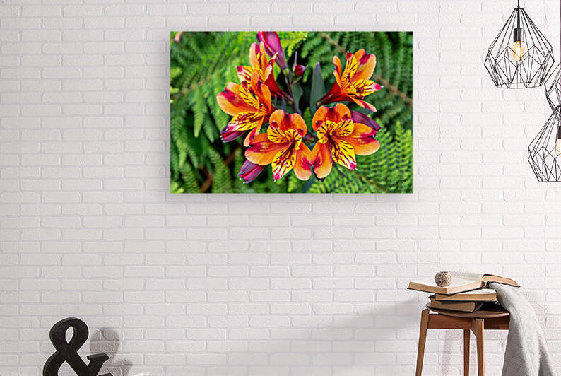 flowers nature Reproduction