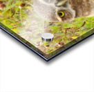 burrowing owl fluff 0187 Acrylic print