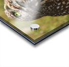 burrowing owl looking up1549 Acrylic print