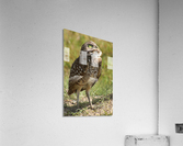 burrowing owl looking up1549 Acrylic Print