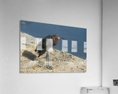 reddish egret 8440 Acrylic Print