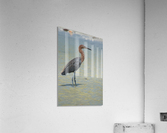 reddish egret profile right 3213 Acrylic Print
