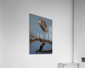 reddish egret compact 5223 Acrylic Print