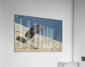 reddish egret lr 8440 Acrylic Print