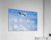 osprey above clouds 4500 Acrylic Print