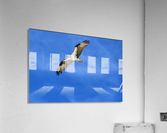 osprey flying 4422 Acrylic Print