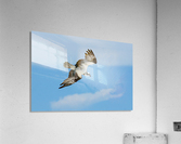 osprey angled 4486 Acrylic Print
