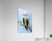 osprey profile 4337 Acrylic Print