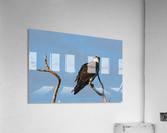 osprey treetop 8757 Acrylic Print