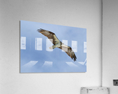 osprey heqding right looking down 4405 Acrylic Print