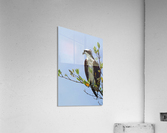 osprey profiled away 4339 Acrylic Print