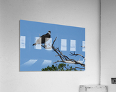 osprey in tree 7521 Acrylic Print