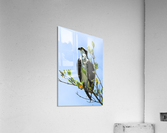 osprey head angled up 4330 Acrylic Print