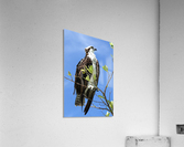 osprey looking up profile 4368 Acrylic Print