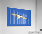 osprey wings flat out eys down 4439 Acrylic Print