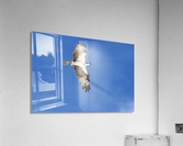 osprey in flight 4429 Acrylic Print