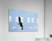 eagle directly overhead 0815 Acrylic Print