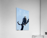eagle looking left 0616 Acrylic Print