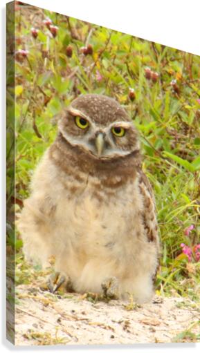 burrowing owl fluff 0187 Canvas Print