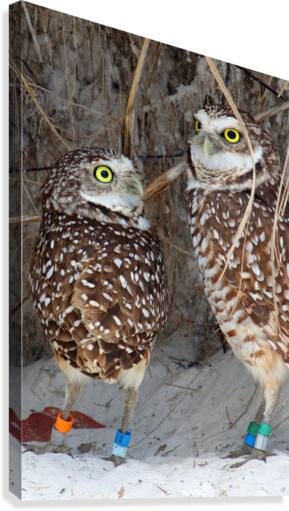 prent and child burrowing owls 0729 Canvas Print