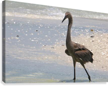 red egret angled 9287 Canvas Print