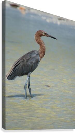 reddish egret profile right 3213 Canvas Print