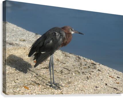 reddish egret lr 8440 Canvas Print