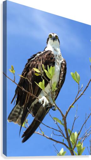 osprey 2 eyes 4379 Canvas Print