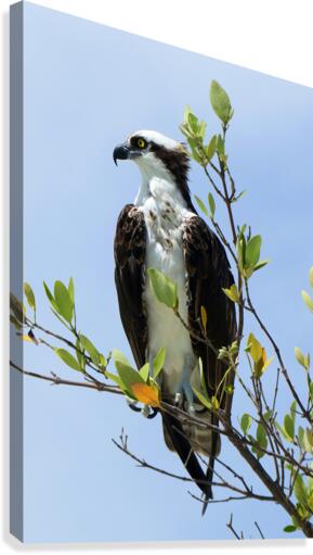 osprey profile 4337 Canvas Print