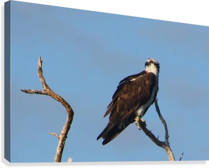 osprey treetop 8757 Canvas Print