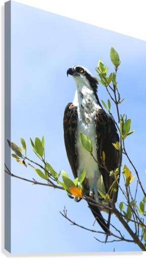 osprey head angled up 4330 Canvas Print