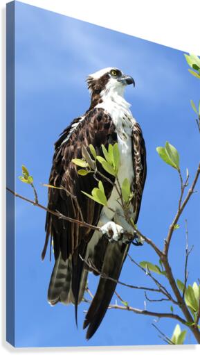 osprey looking up profile 4368 Canvas Print
