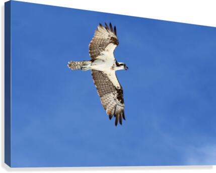 osprey in flight 4429 Canvas Print