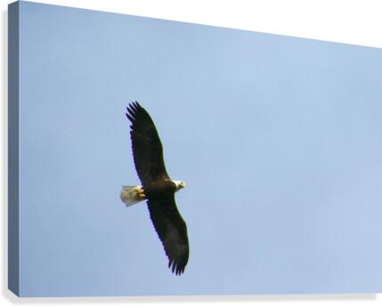eagle directly overhead 0815 Canvas Print