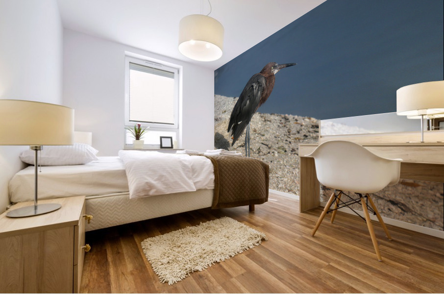 reddish egret 8440 Mural print
