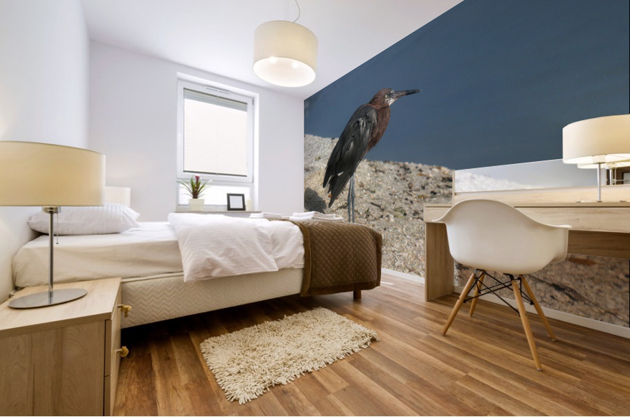 reddish egret lr 8440 Mural print