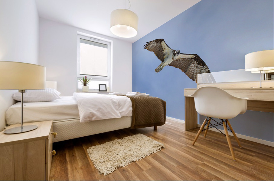 osprey heqding right looking down 4405 Mural print