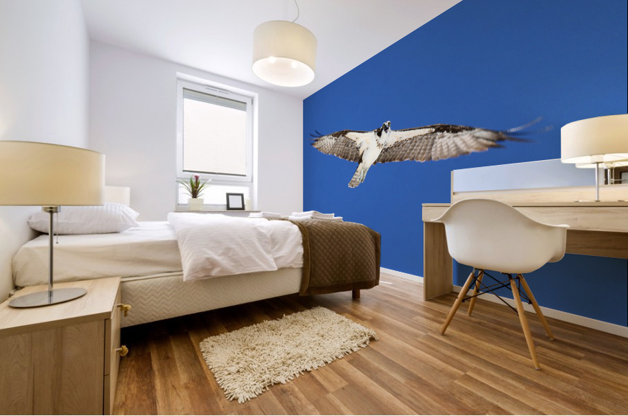 osprey wings flat out eys down 4439 Mural print