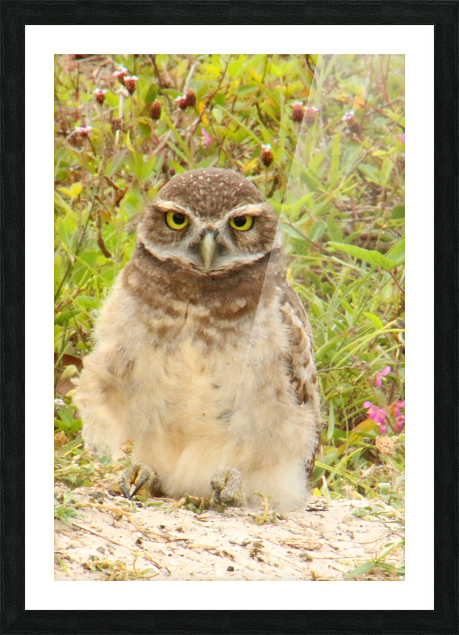 burrowing owl fluff 0187 Picture Frame print