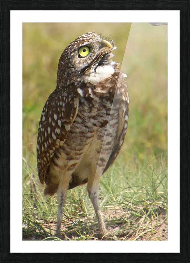 burrowing owl looking up 1544 Picture Frame print