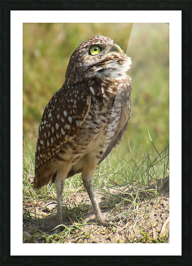 burrowing owl looking up1549 Picture Frame print