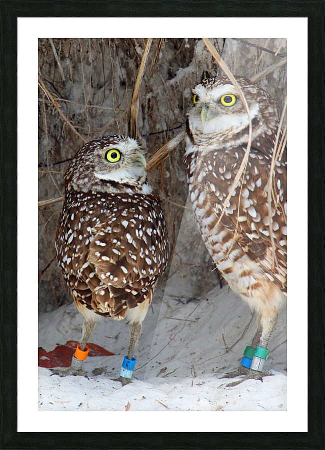 prent and child burrowing owls 0729 Picture Frame print