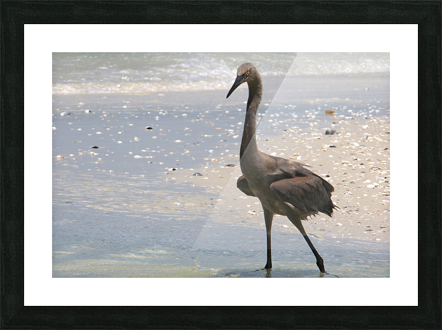 red egret angled 9287 Picture Frame print