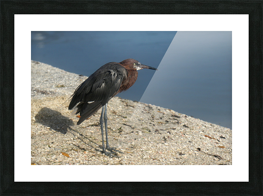 reddish egret 8440 Picture Frame print