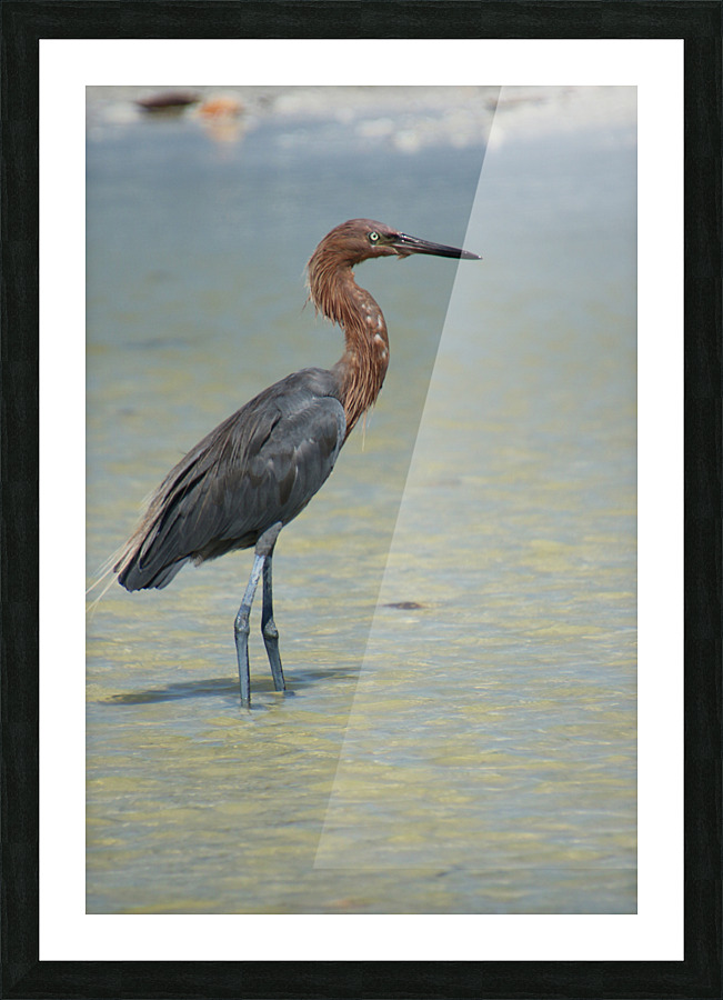 reddish egret profile right 3213 Picture Frame print