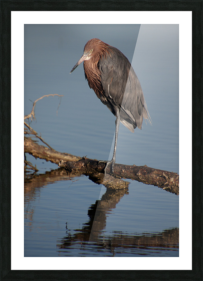 reddish egret compact 5223 Picture Frame print