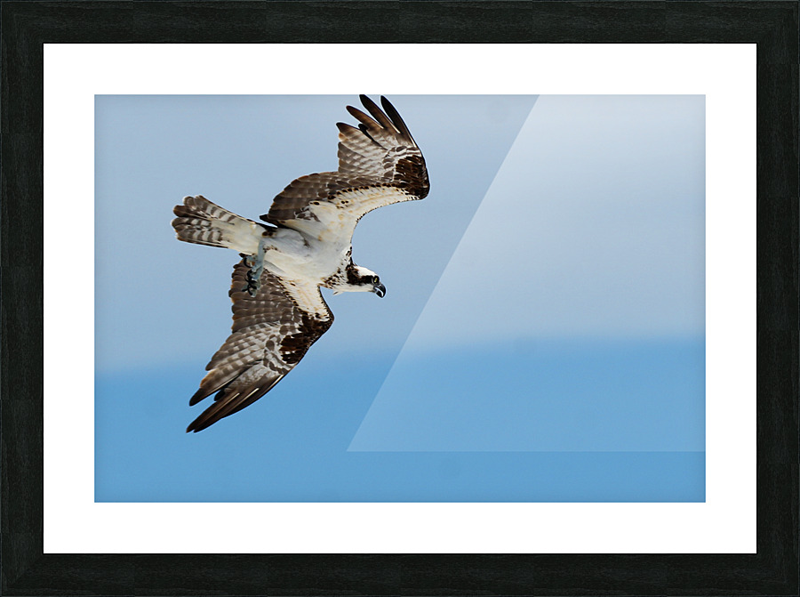 osprey angled 4485 Picture Frame print