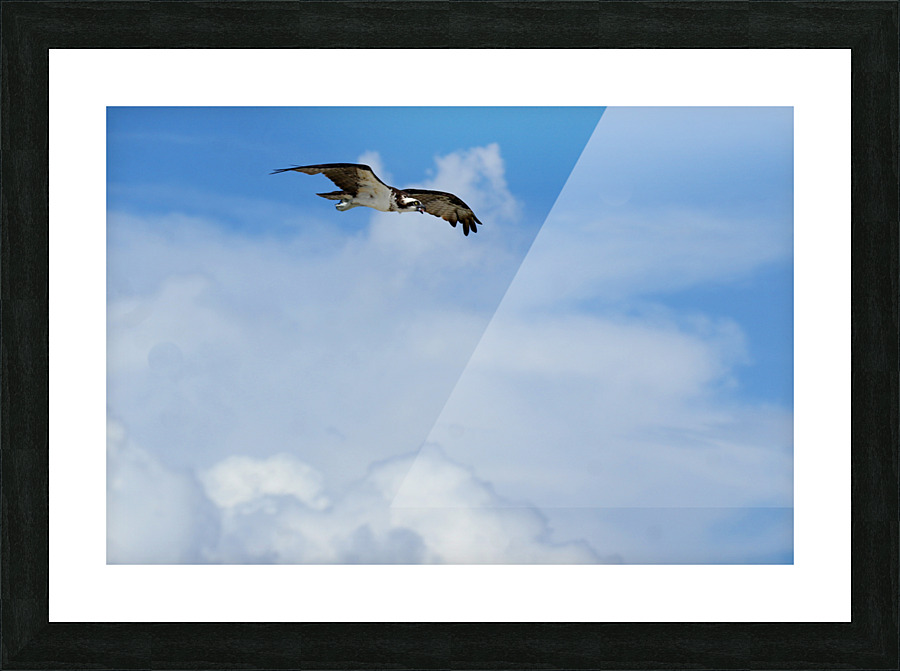 osprey above clouds 4500 Picture Frame print