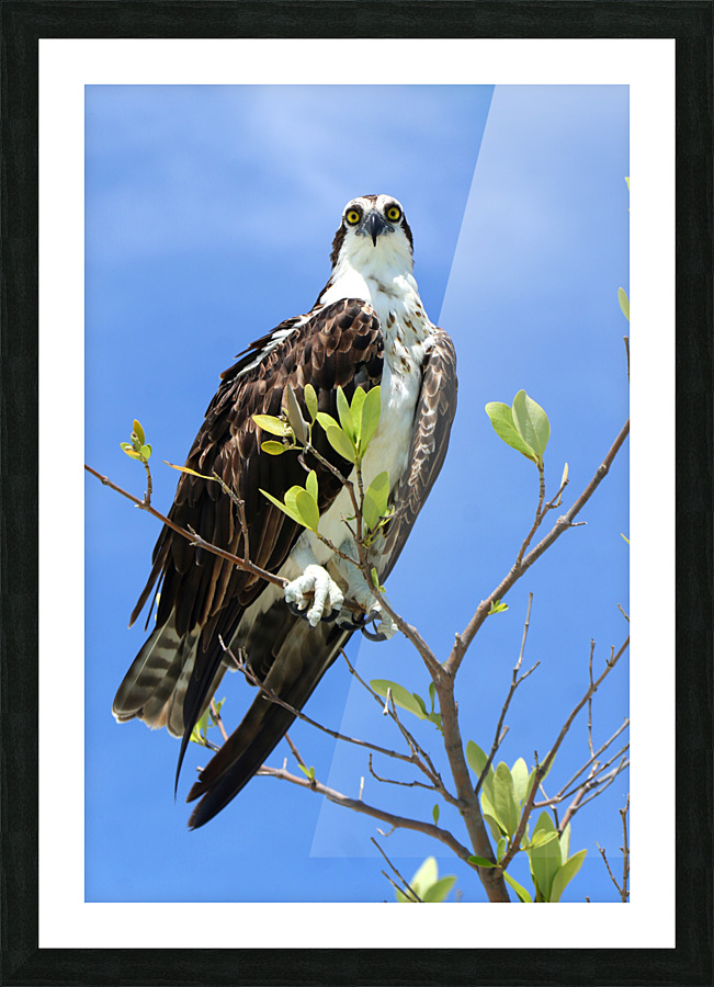 osprey 2 eyes 4379 Picture Frame print